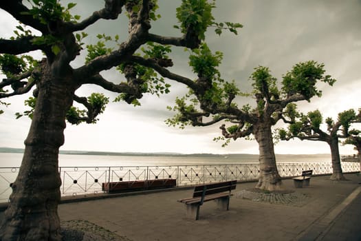 Bench and platanus tree with beautiful view over Lake Constance, Meersburg, Germany