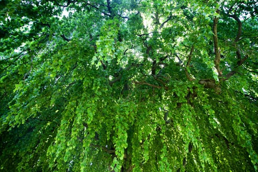 Abstrac background of fresh new green leaves glowing in sunlight. Environment ecology or greenery wallpaper