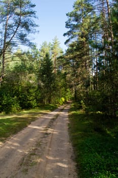 Road in the wild pine forest in Belarus