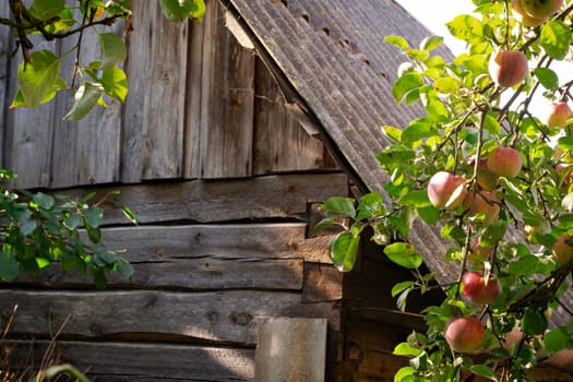 intricate ornamental sculpture of old apple branches tree next to a dilapidated barn. Village sujet