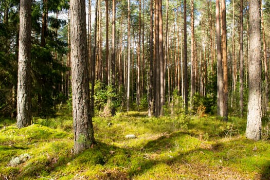 Background pine forest with green lush blueberry grass and moss. Sunny day in forest of Belarus