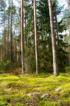 Sun rays through the tree trunks in a coniferous pine forest. Belarus