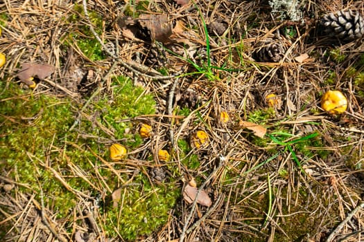 family of small orange chanterelles growing among the green moss in a pine forest. Glade of edible mushrooms. Top view