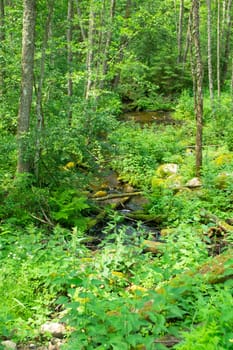 Waterfall view from nature flowing into a stream of water flowing through the deep forest. Nature tourism in Belarus. Vertical image