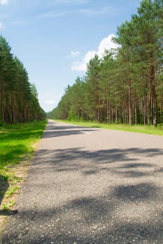 forest road trees along at the countryside in Belarus, vertical image