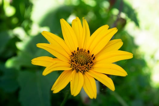 Yellow flower is affected by spider mites of tetranychidae, holiday sujet