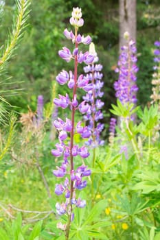 Fresh purple lupine close up blooming in summer, vertical image