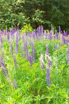 Lupin field with purple and blue flowers. Beautiful lupine flowers among bright greenery. Vertical image