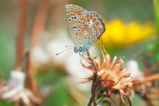 Plebejus argus, Silver Studded Blue common European butterfly in a meadow