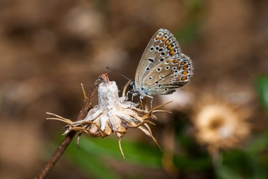 Plebejus argus, Silver Studded Blue common European butterfly in a meadow