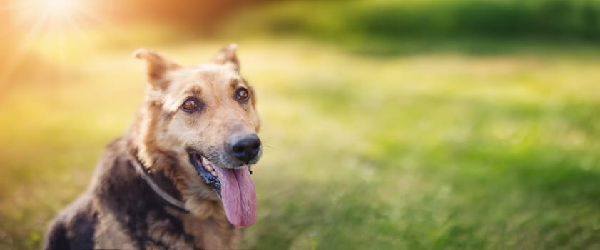 Portrait of happy and adorable dog in nature on sunny day. Concept of friendship and love between animal and human.