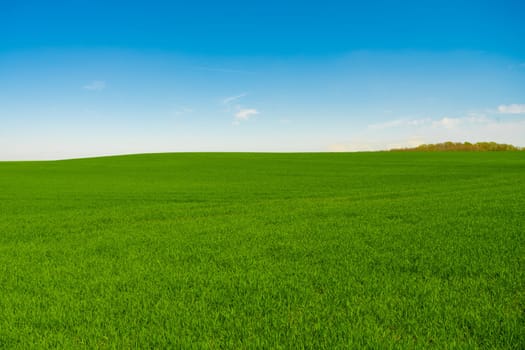 Idyllic grassland, rolling green fields, blue sky and white clouds in the background