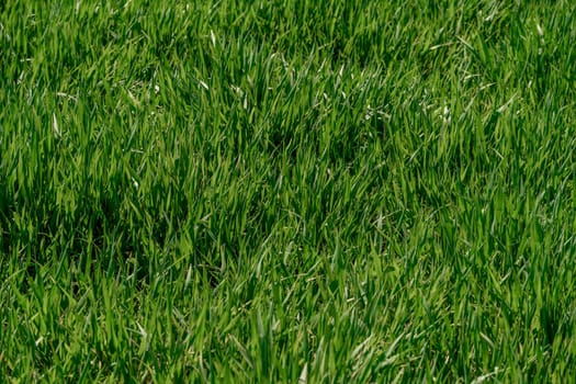 Background of beautiful green grass pattern
