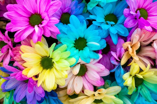 Multi colored daisy flowers pattern background. Rainbow Daisies