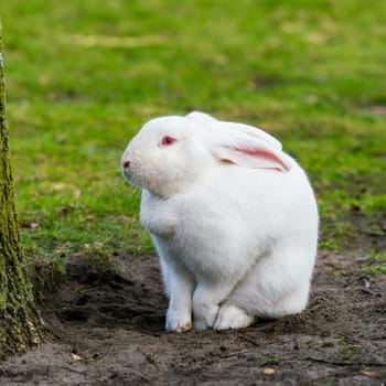White rabbit. Rabbit On Grassy Field
