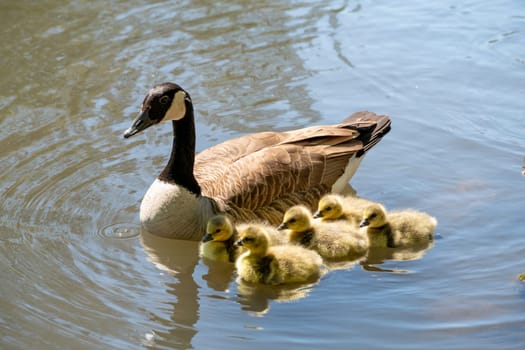 Waterfowl from the duck family