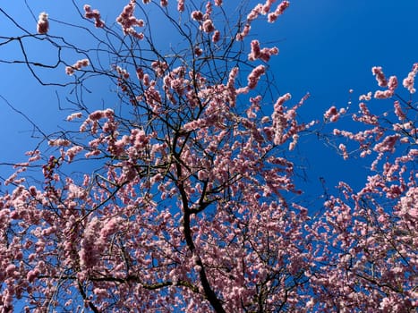 Beautiful sakura tree in the park