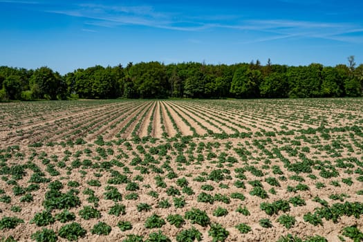 Green field of potato crops in a row