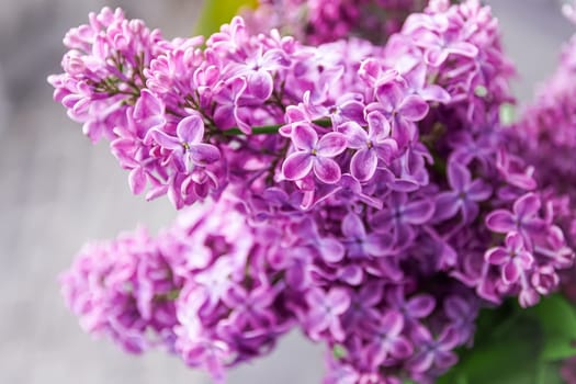 Spring blossom. Blooming lilac bush with tender tiny flower