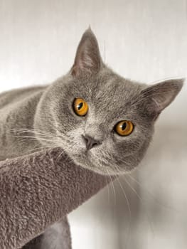 British Shorthair cat lying on table