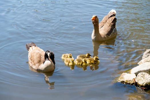 A mother and her family of ducks out on the river. Waterfowl from the duck family