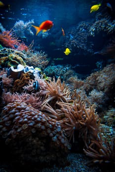 Colorful Tropical Reef Landscape. Life in the ocean