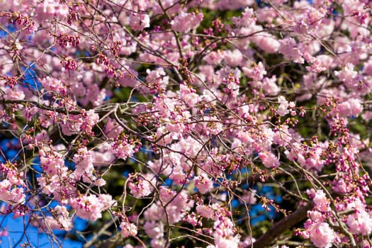 Beautiful cherry blossom sakura in spring. Almond pink flowers