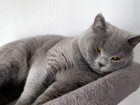 The British Shorthair Young Cute Cat Sleeping