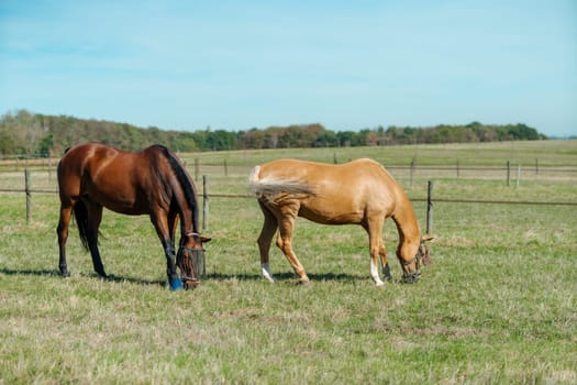 Horses at horse farm. Country summer landscape