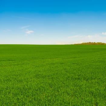 Idyllic grassland, rolling green fields, blue sky and white clouds in the background