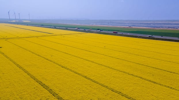aerial view of rapeseed flower blooming in farmland