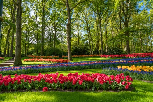 tulip flowers on flowerbed in city park
