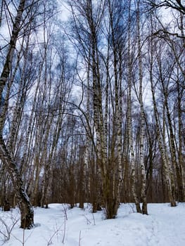 Winter landscape with snowy birch trees in the park