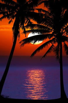 Nice sunset. Dark palm trees silhouettes on colorful tropical ocean sunset background
