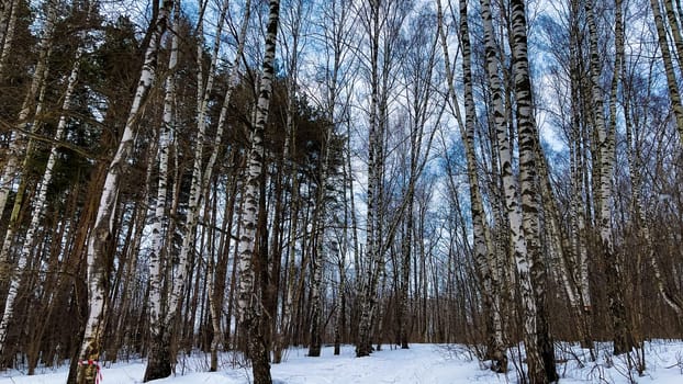 Winter landscape with snowy birch trees in the park