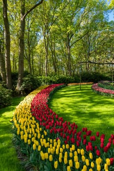 Blooming Garden of Europe, Keukenhof park. Netherlands