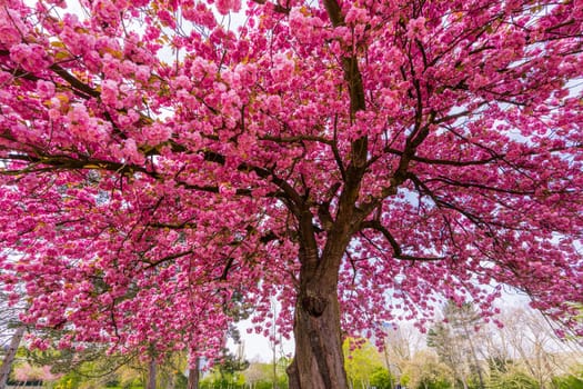 Japanese cherry sakura with pink flowers in spring time on green meadow. Blossoming cherry sakura tree on a green field