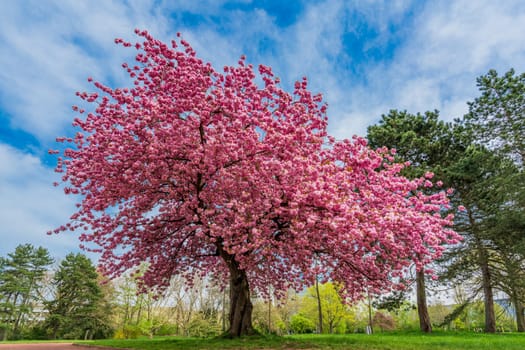 Japanese cherry sakura with pink flowers in spring time on green meadow. Blossoming cherry sakura tree on a green field