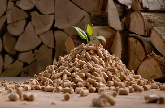 Fresh green leaf on pile of wood fuel pellets scattered on floor near stack of firewood in daylight