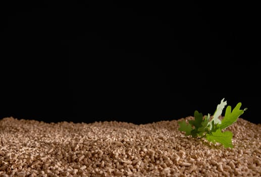 Fresh green oak leaves on pile of cut compressed wood pellets scattered against black background