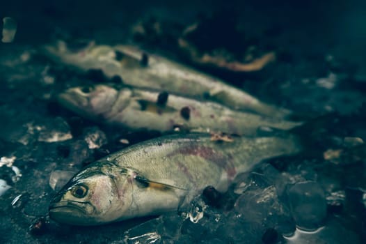 Stack of raw fish with gray scales placed on table with cold ice cubes in light kitchen during cooking preparation