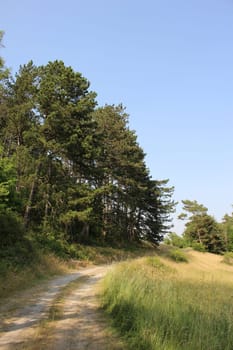 Trees