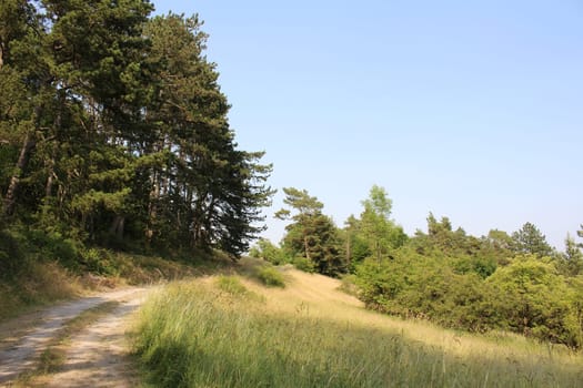Trees