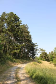 Trees