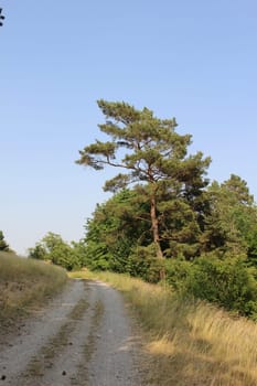 Pine