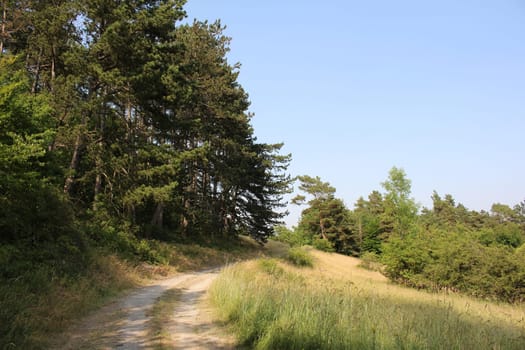Trees