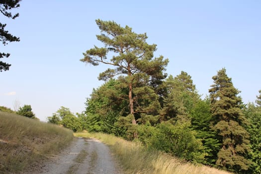 Pine