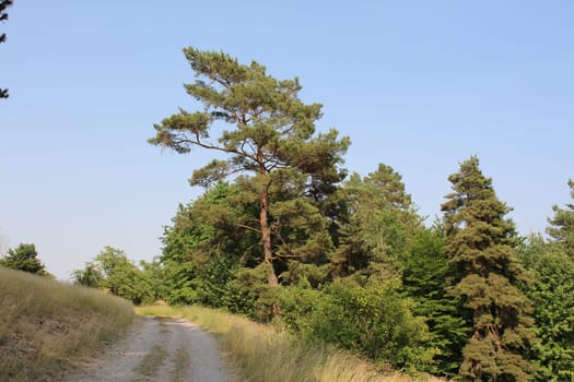 Pine