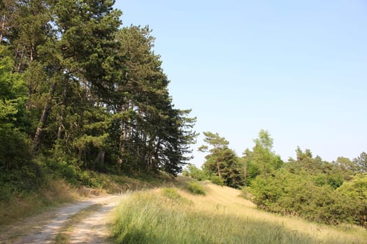 Trees