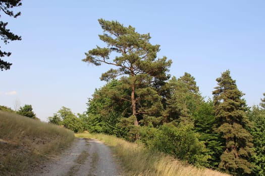 Pine